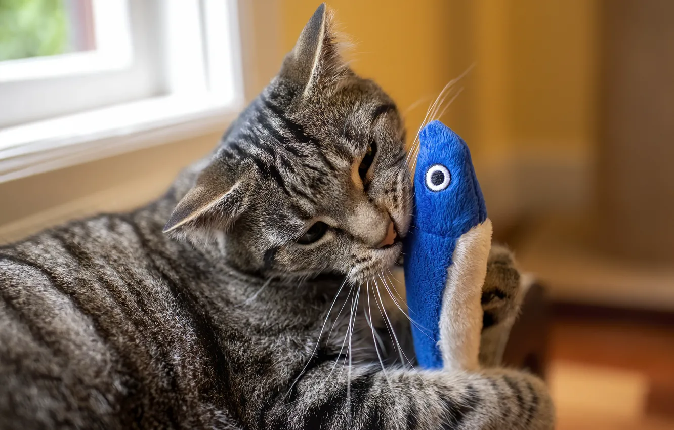 Photo wallpaper cat, cat, grey, toy, the game, fish, striped