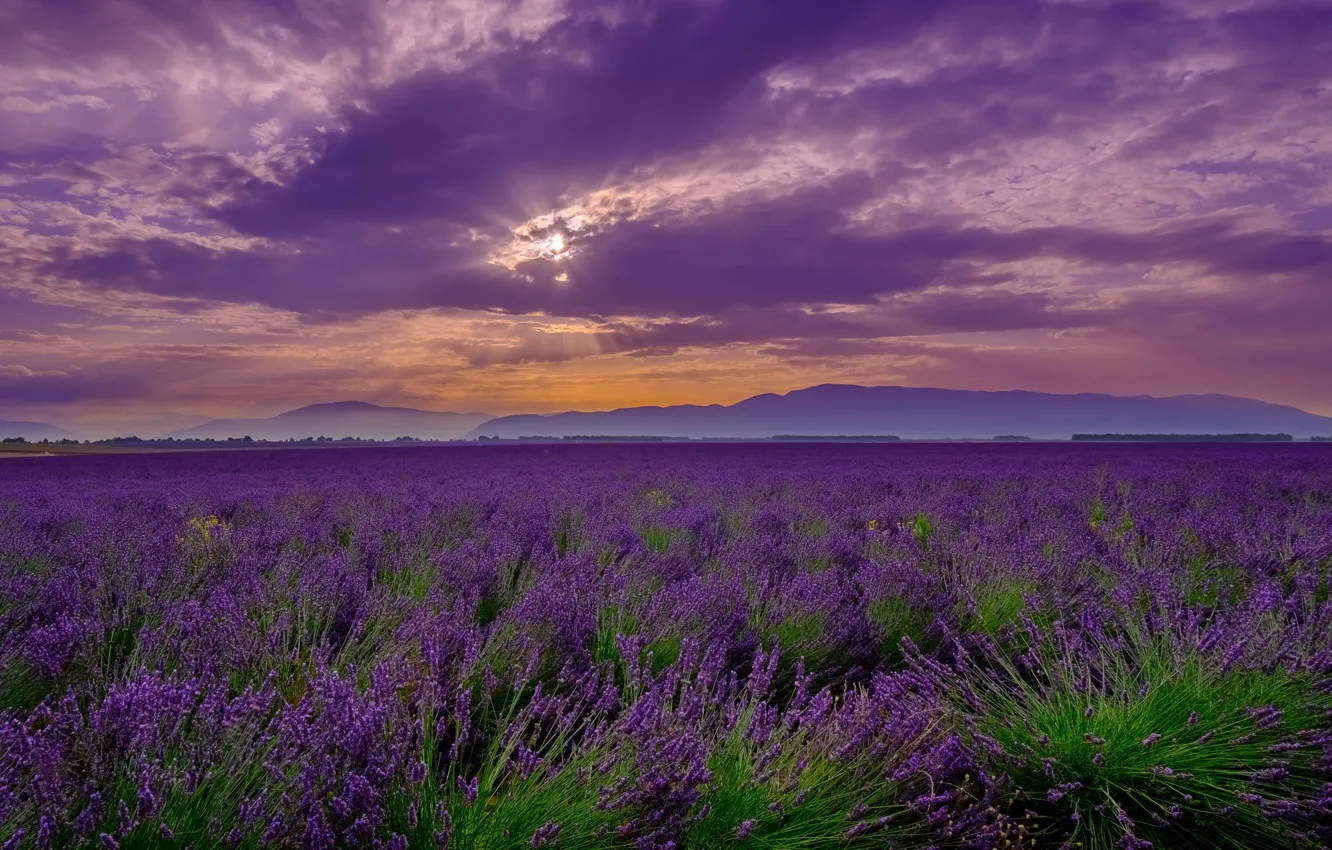 Photo wallpaper summer, the sky, clouds, sunset, flowers, mountains, clouds, fog