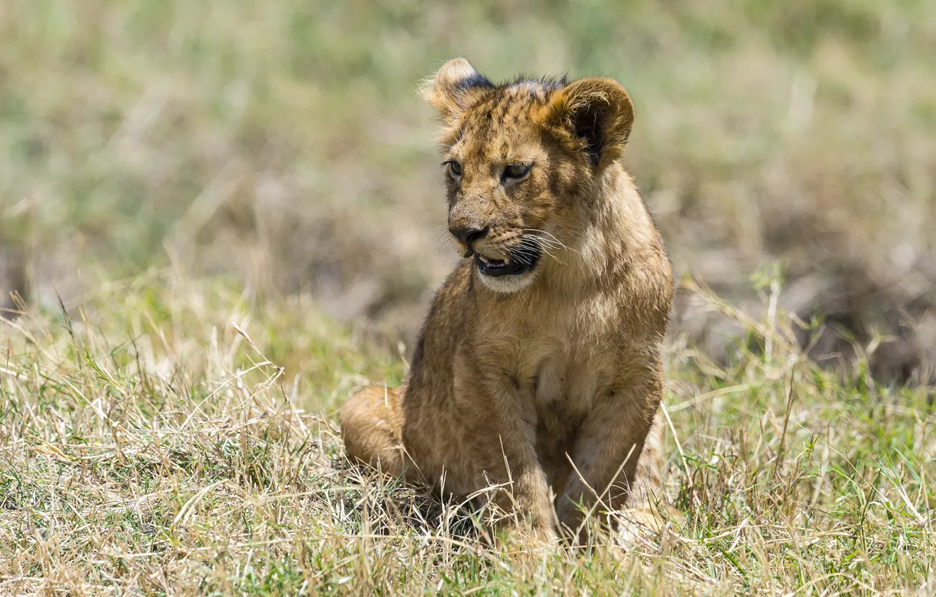 Photo wallpaper Leo, muzzle, kitty, lion