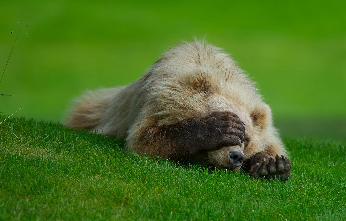 Photo wallpaper grass, shame, paws, bear, claws, lawn, Badun