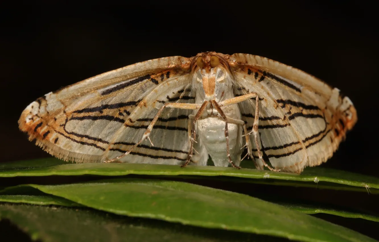 Photo wallpaper butterfly, moth, mol