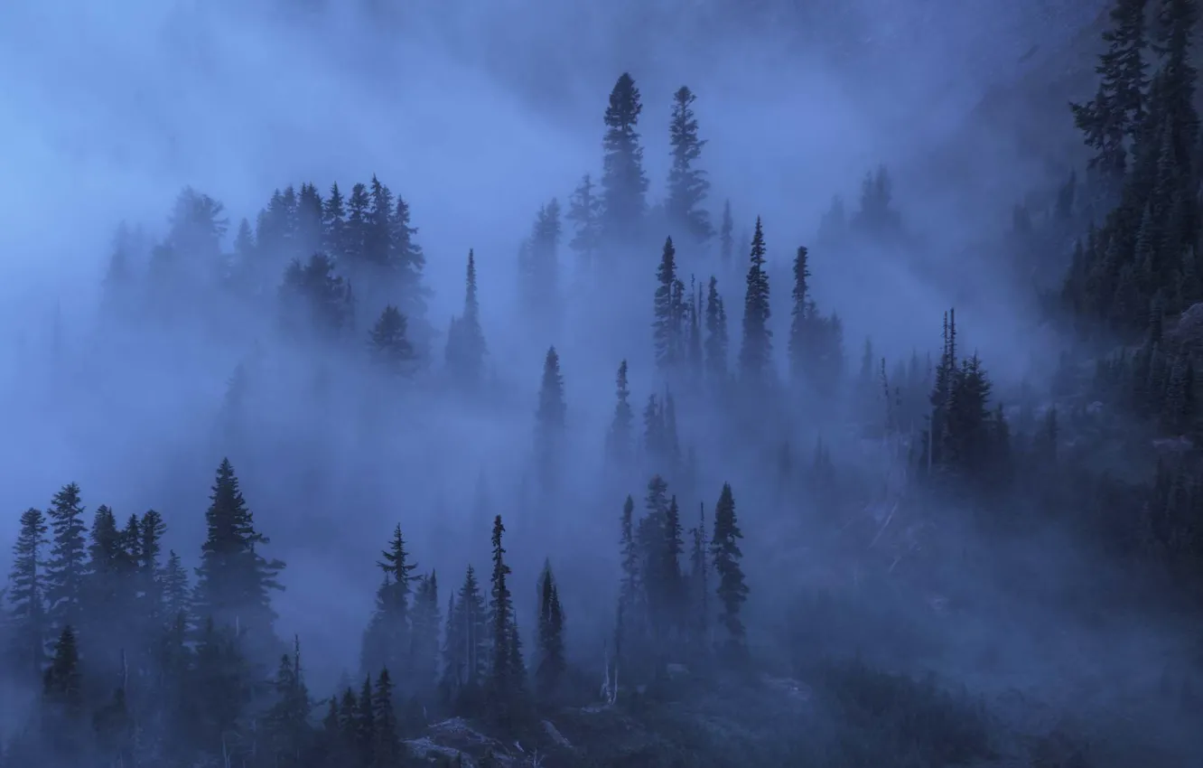 Photo wallpaper trees, night, nature, fog