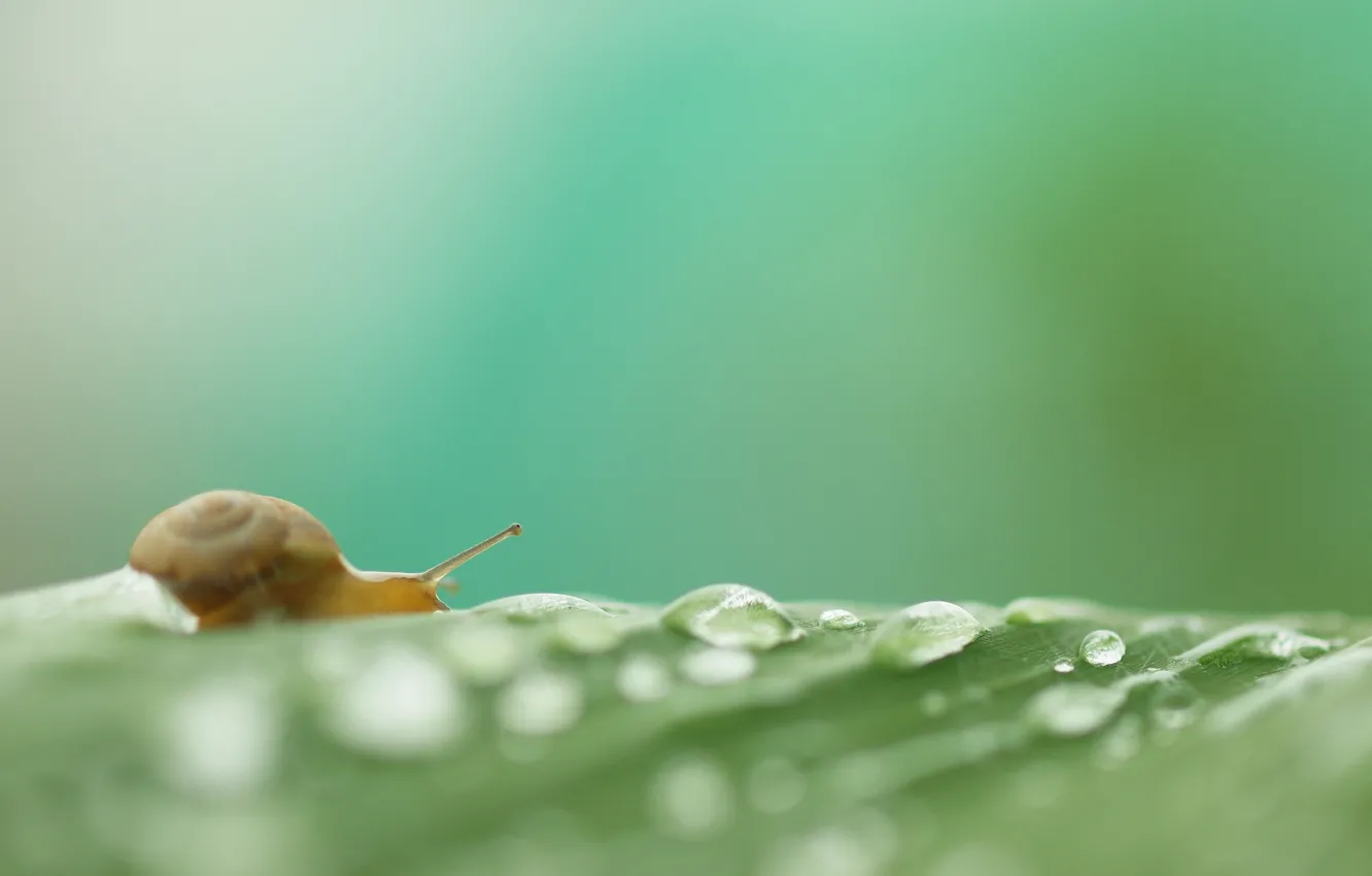 Photo wallpaper drops, leaf, snail