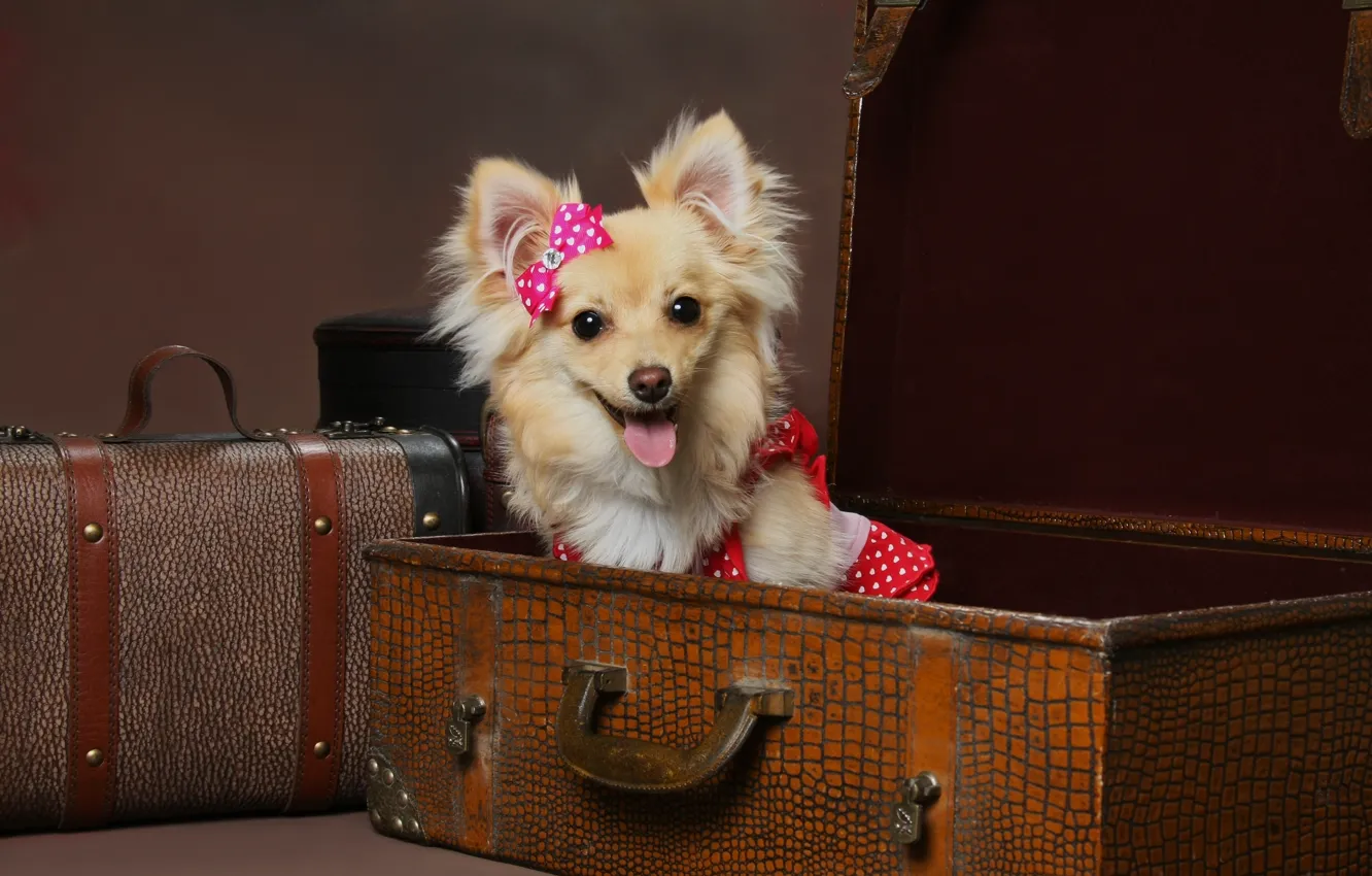 Photo wallpaper language, dog, dress, suitcase, dog, bow, brown background, funny