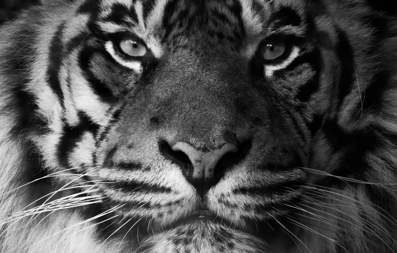 Photo wallpaper look, face, predator, Sumatran tiger