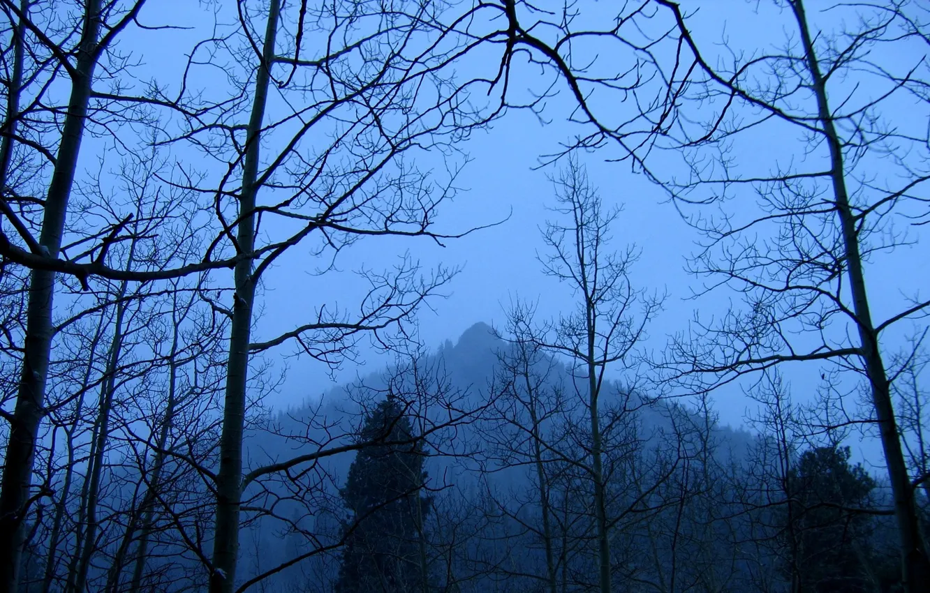 Photo wallpaper trees, fog, mountain
