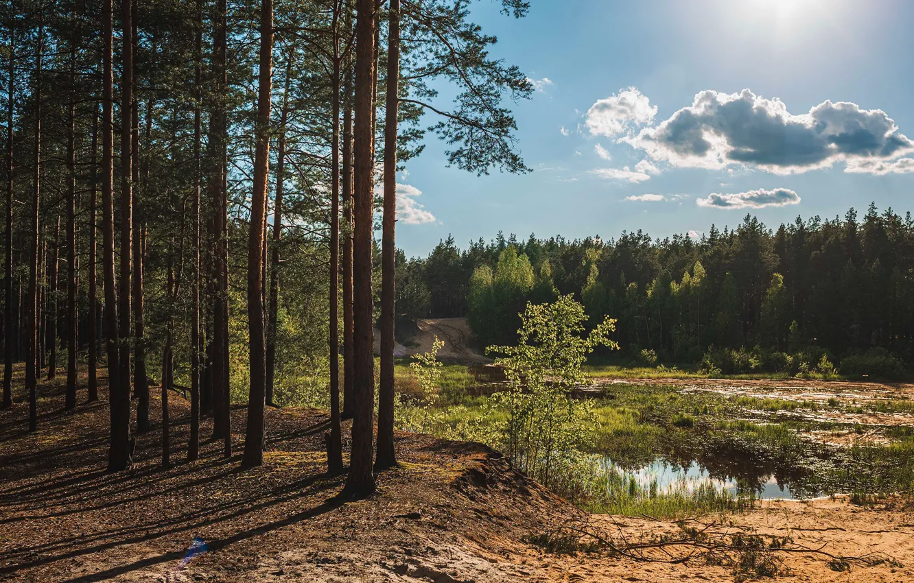 Photo wallpaper forest, the sky, the sun, trees, river, shadow, bumps, Vladimir Vasiliev