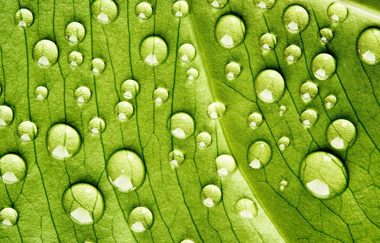 Photo wallpaper green, water, pattern, drops, plant