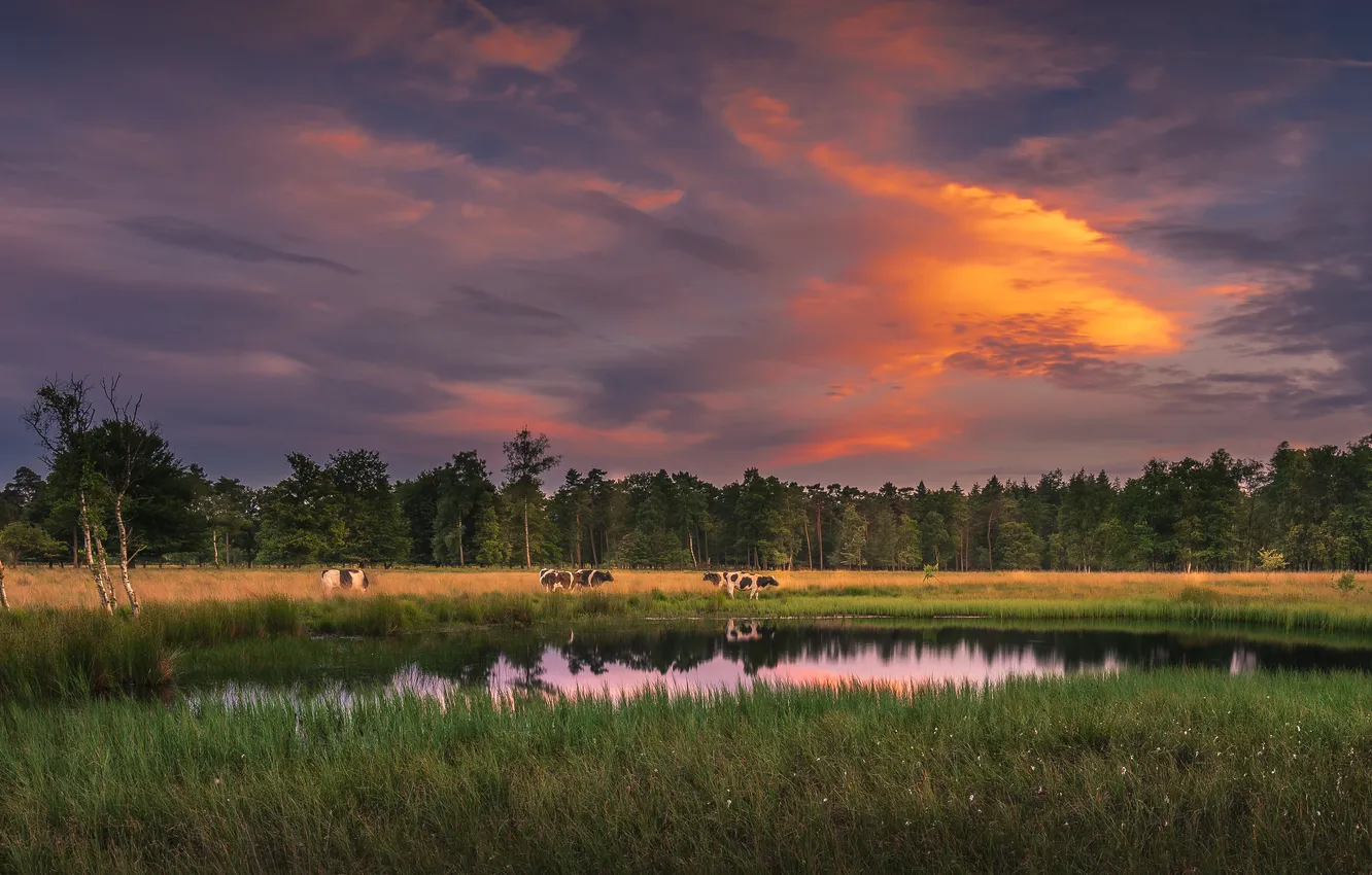 Photo wallpaper forest, summer, the sky, grass, light, sunset, lake, reflection