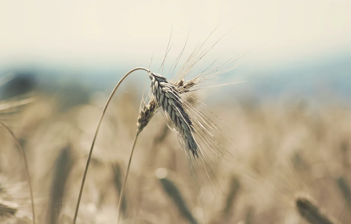 Photo wallpaper macro, nature, ears