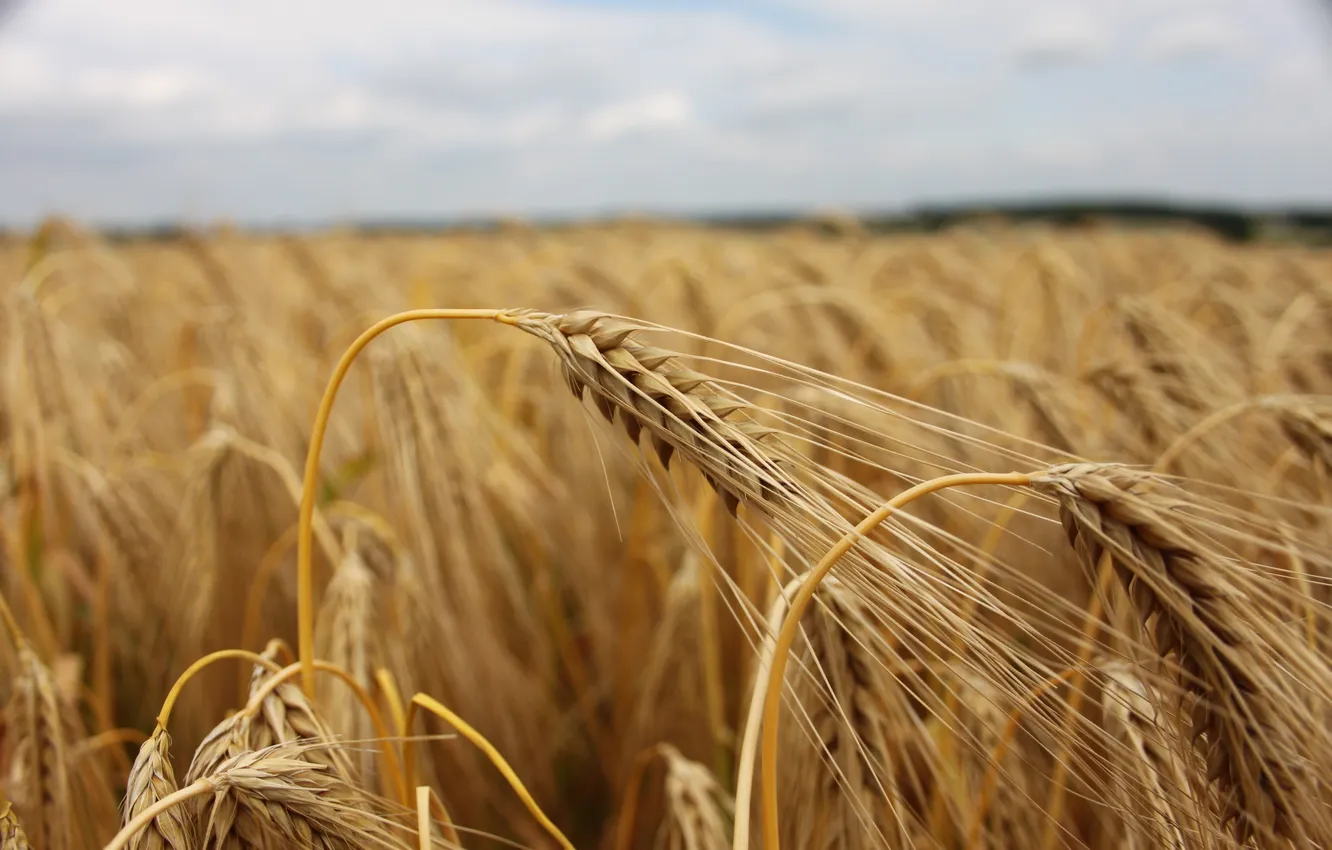 Photo wallpaper wheat, field, overcast