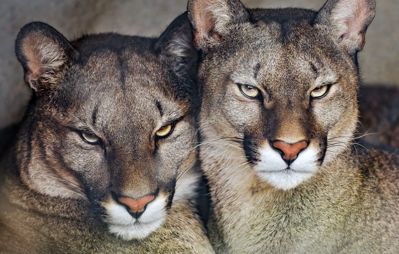 Photo wallpaper Cougar, Predator, background, blur, animal, big cat, Stare Look