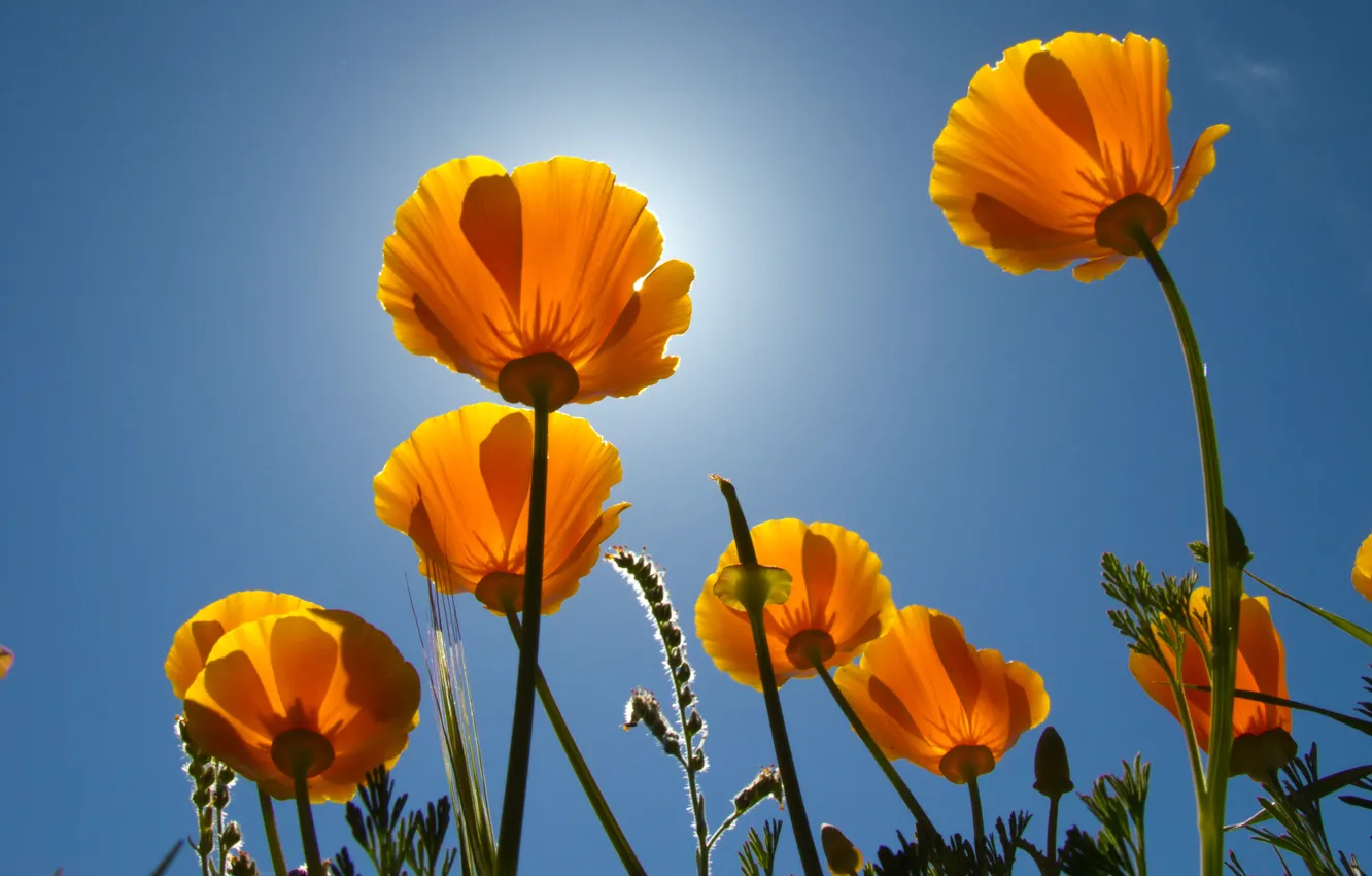 Photo wallpaper the sky, the sun, flowers, stems, buds
