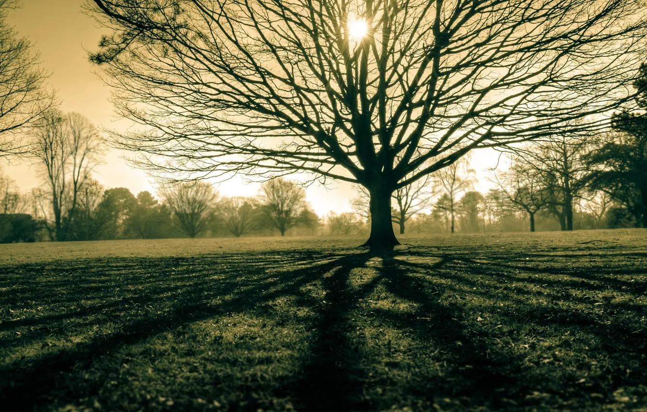 Photo wallpaper field, light, nature, tree