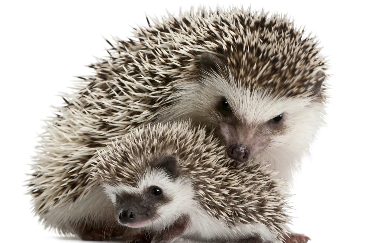 Photo wallpaper needles, family, hedgehog