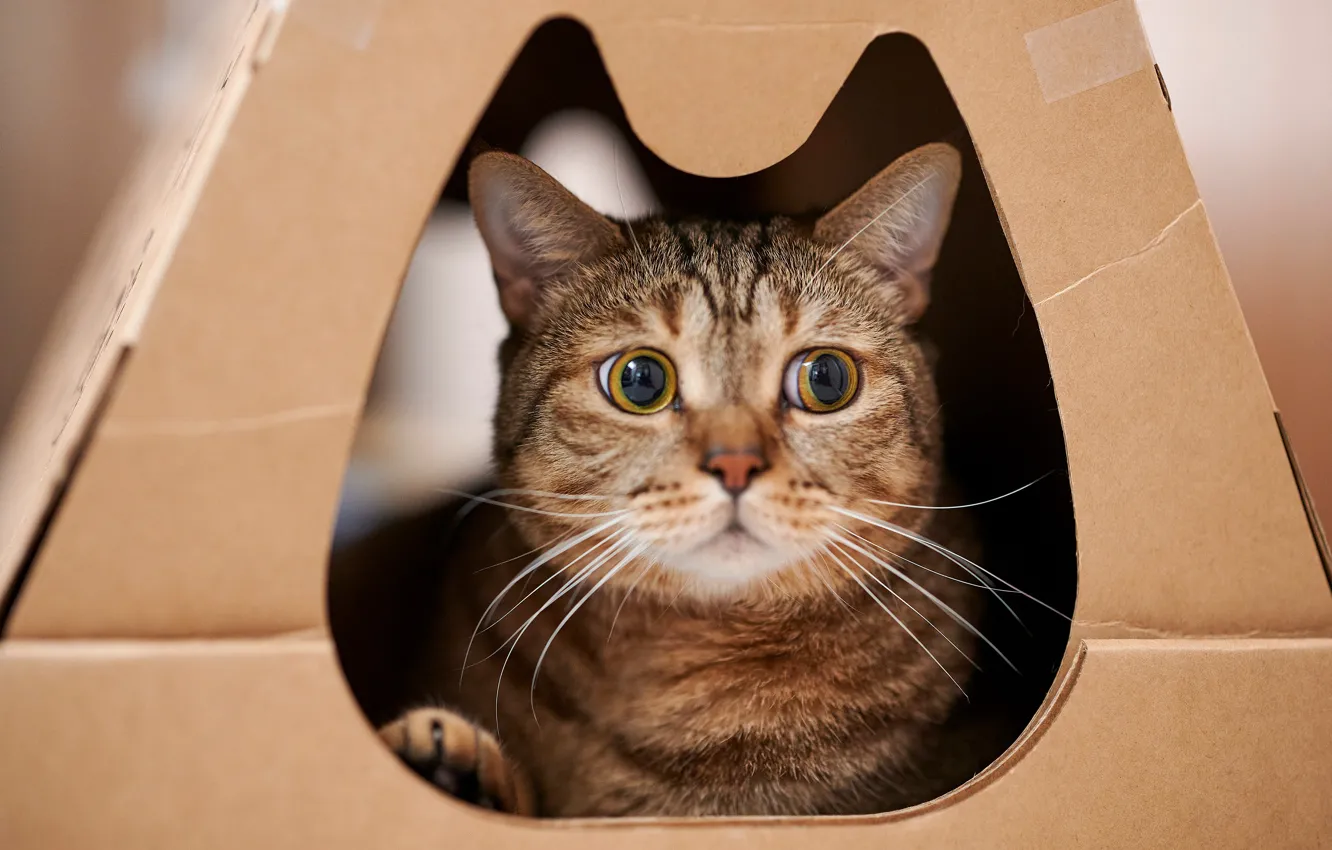 Photo wallpaper cat, cat, look, face, grey, box, portrait, hole
