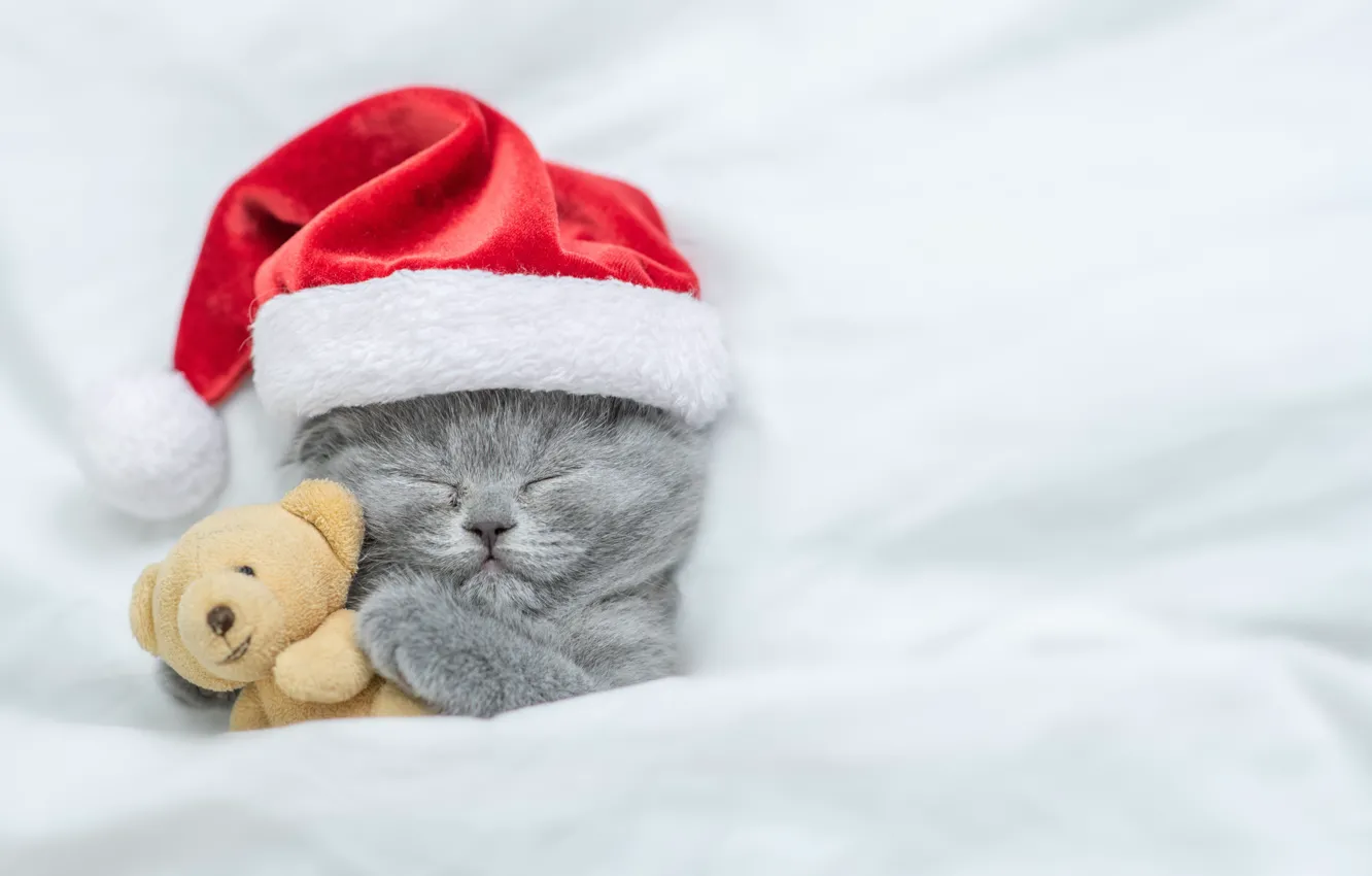 Photo wallpaper kitty, Christmas, Christmas, kitten, gift, teddy bear, cute, sleeping