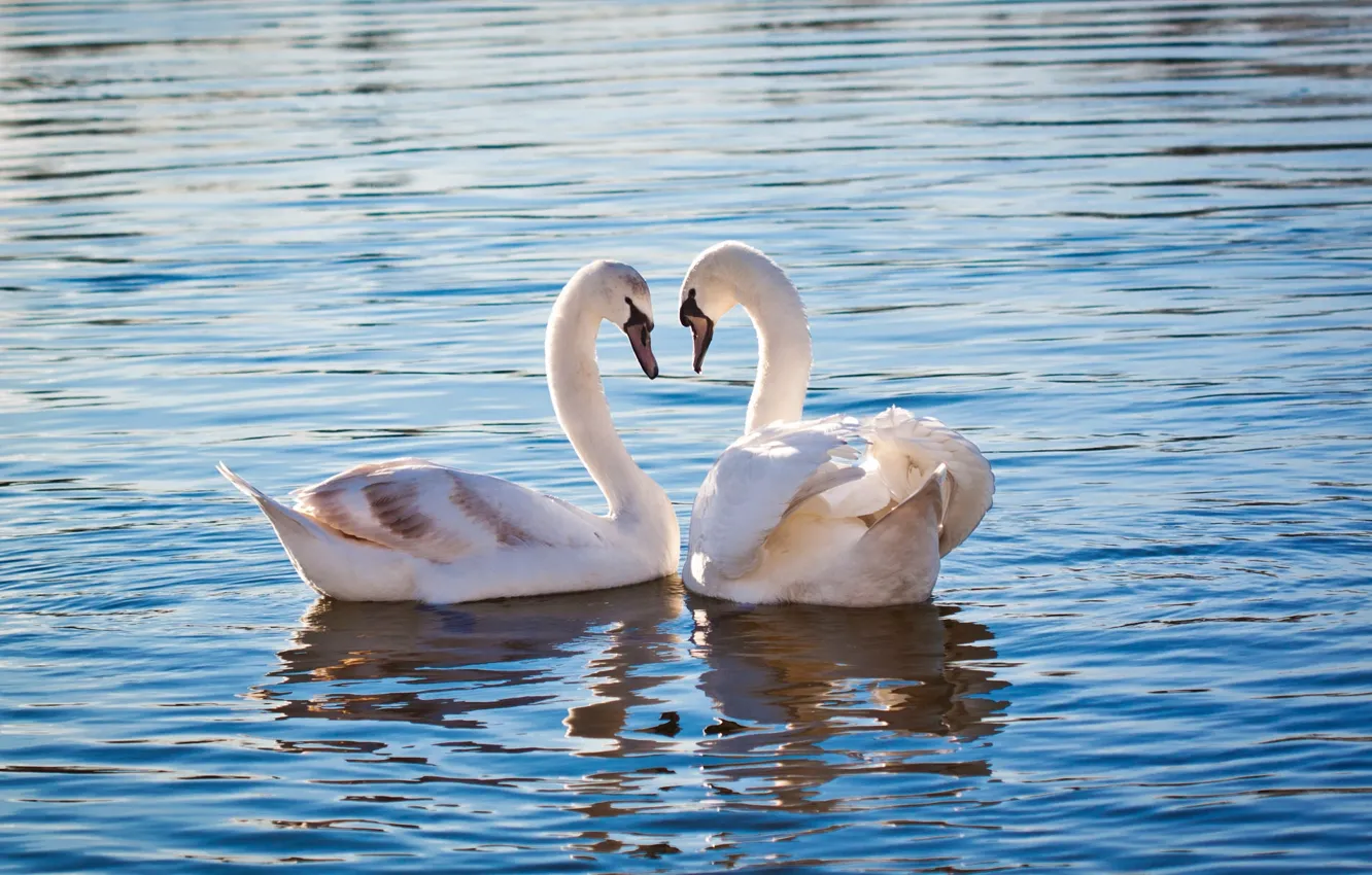 Photo wallpaper water, birds, a couple, swans