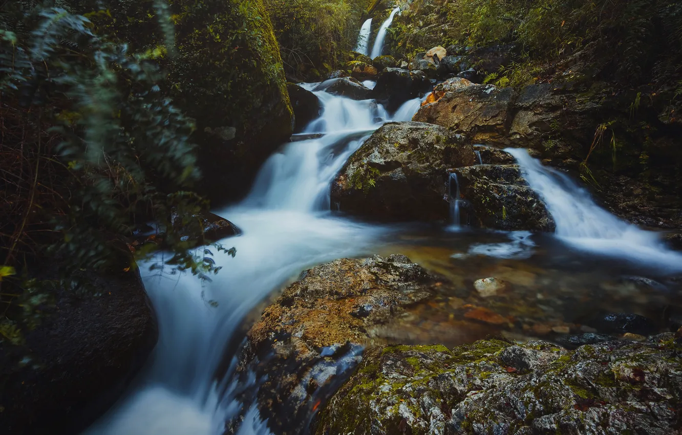 Photo wallpaper forest, summer, leaves, water, landscape, branches, nature, stones