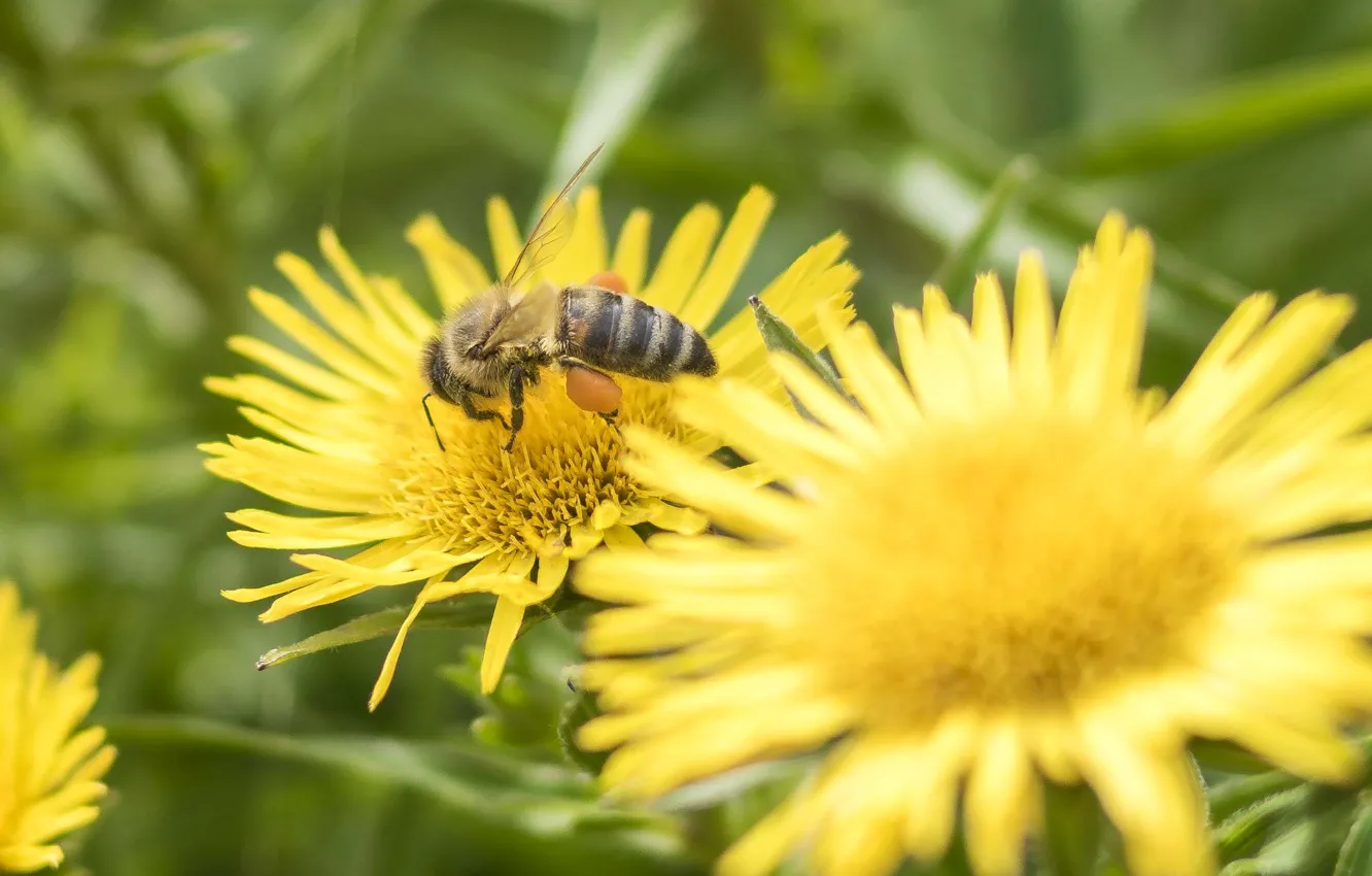 Photo wallpaper summer, flowers, bee, honey