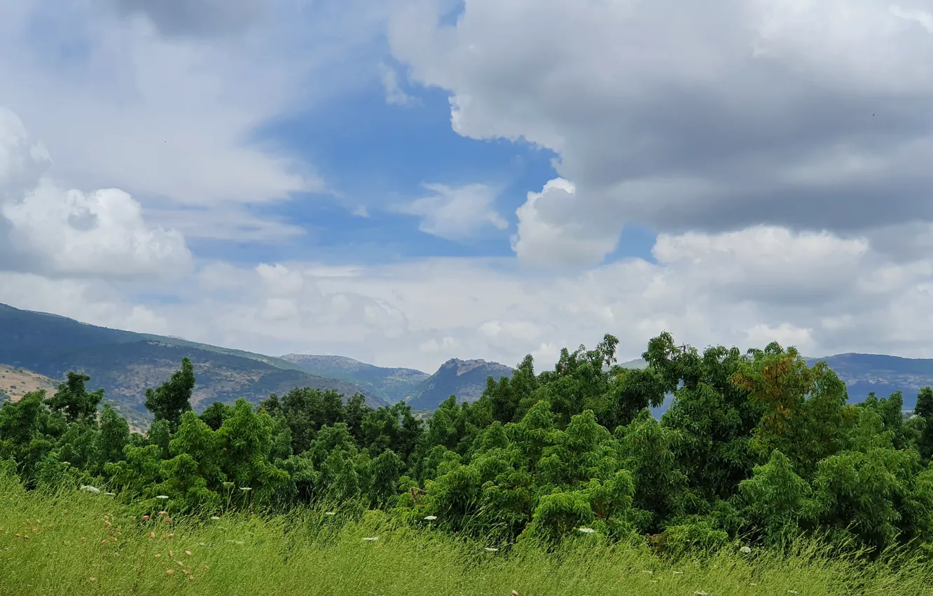 Photo wallpaper nature, park, Israel