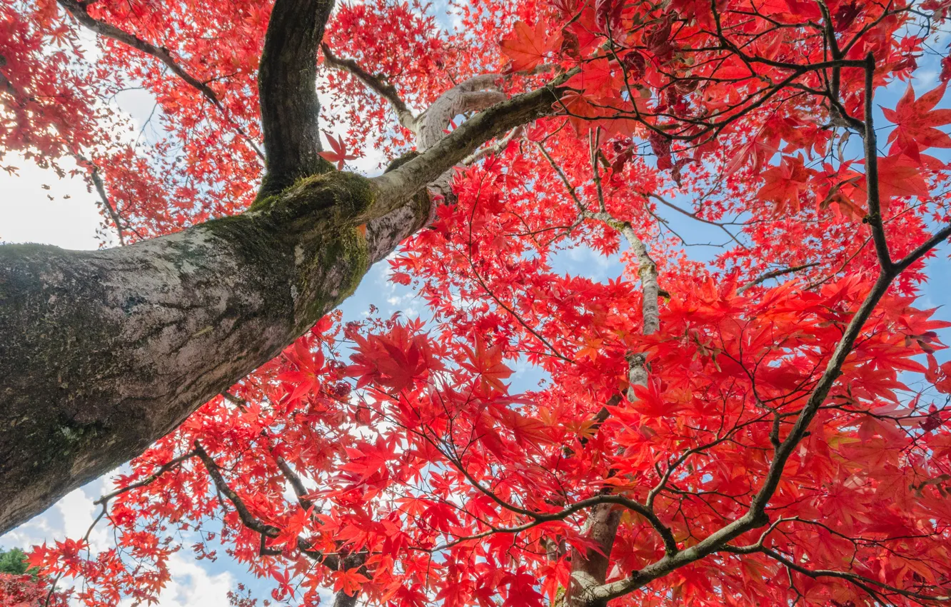 Photo wallpaper autumn, the sky, leaves, trees, red, autumn, leaves, tree
