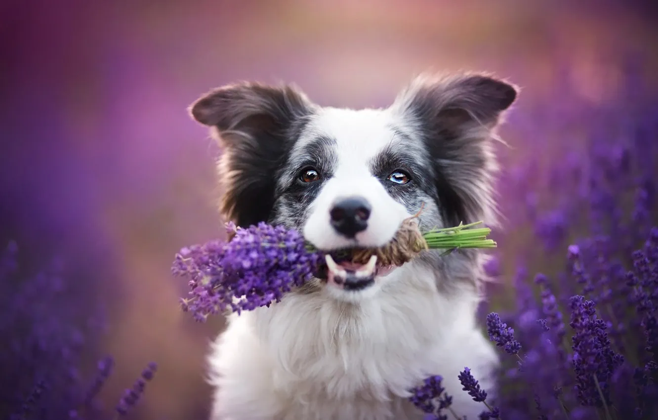 Photo wallpaper field, look, face, flowers, pose, portrait, dog, mouth
