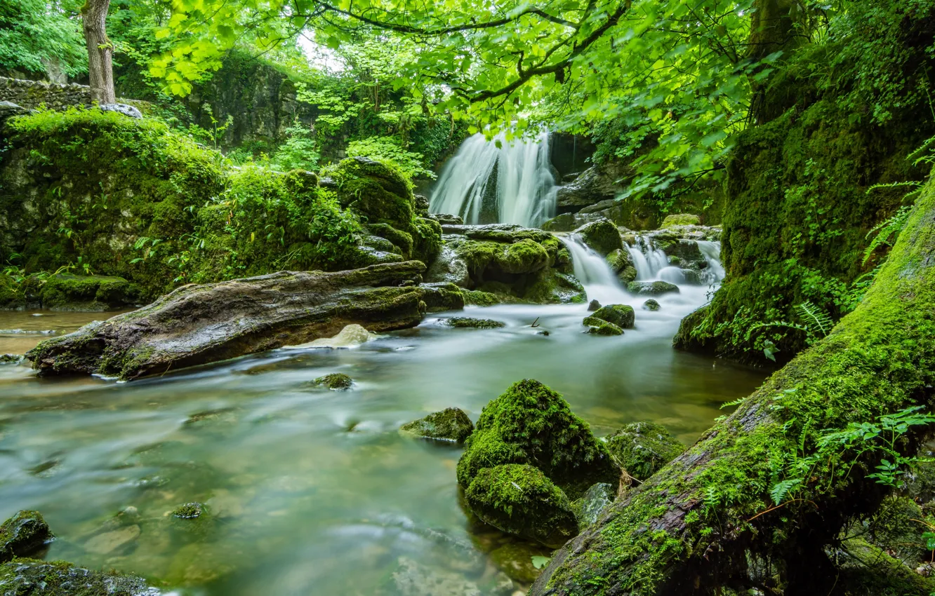 Photo wallpaper forest, trees, nature, river, waterfall