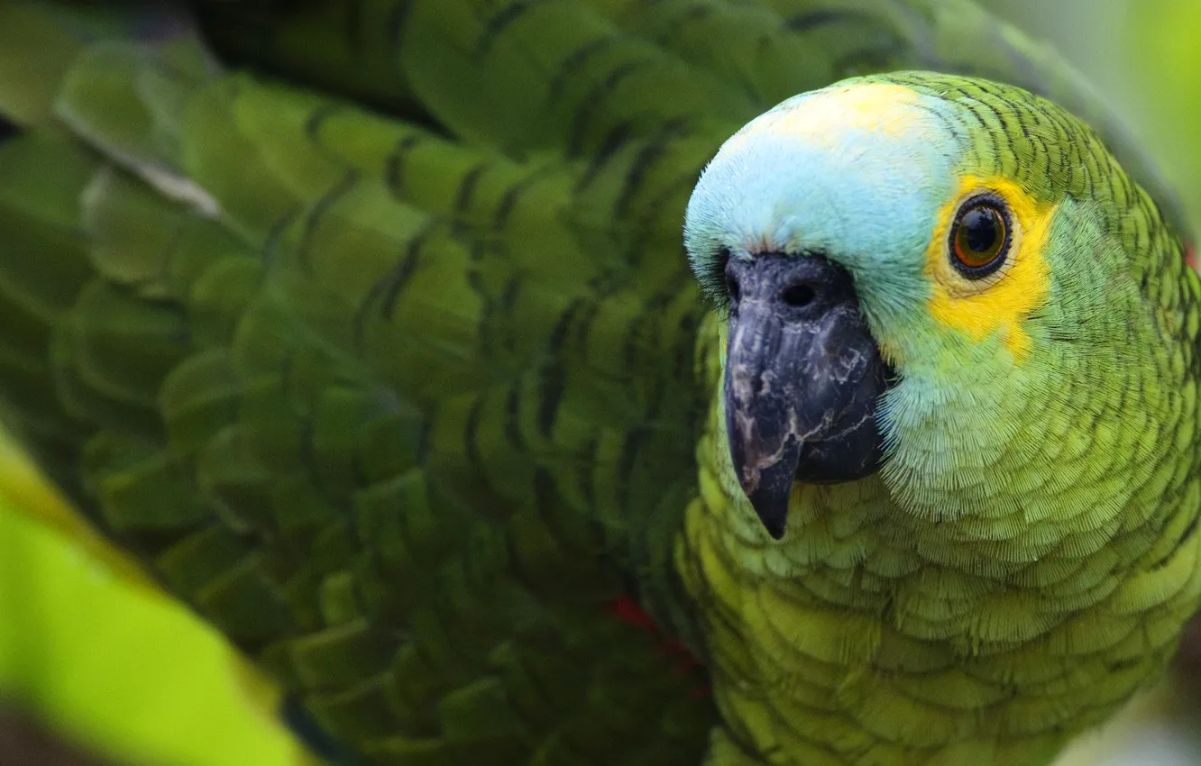 Photo wallpaper bird, color, feathers, beak, parrot