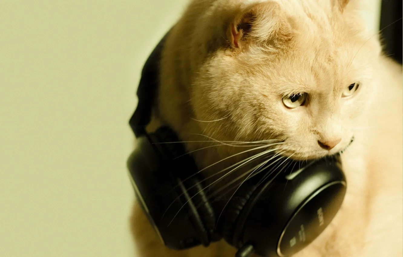 Photo wallpaper cat, music, Sony