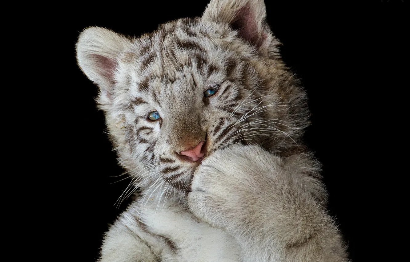 Photo wallpaper paw, white tiger, black background, tiger, the dark background