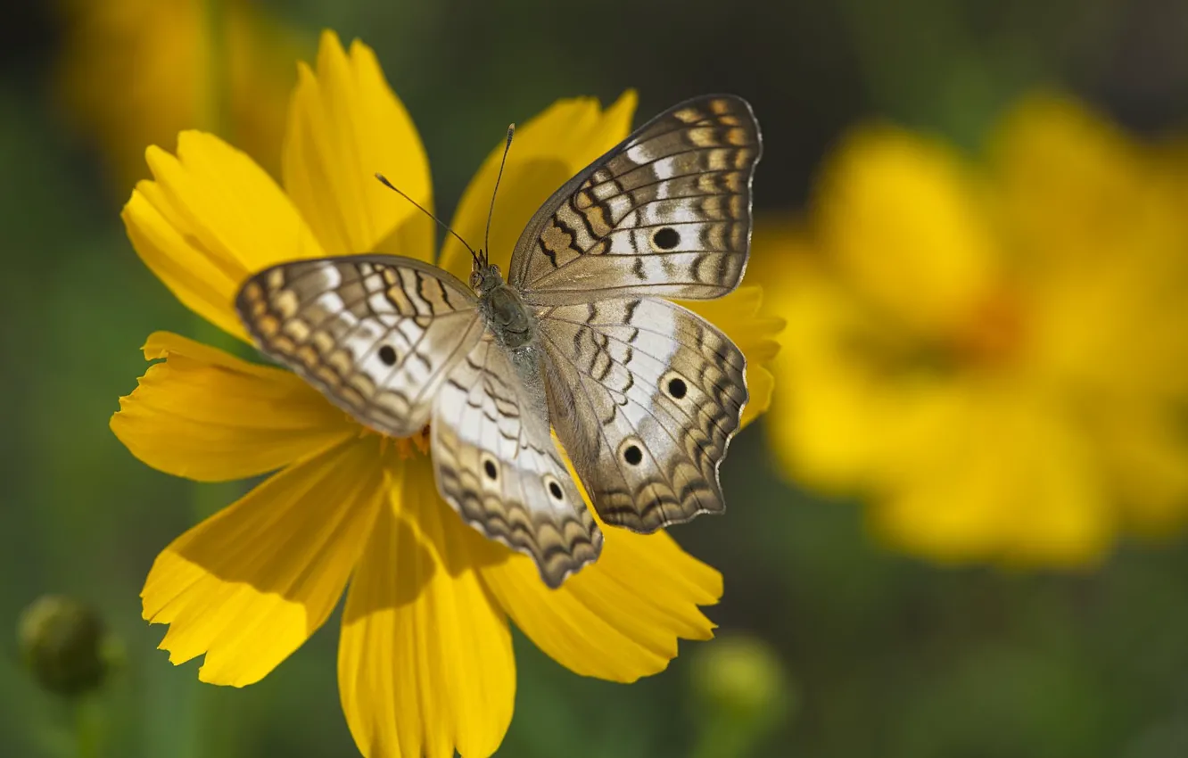 Photo wallpaper flowers, butterfly, bokeh
