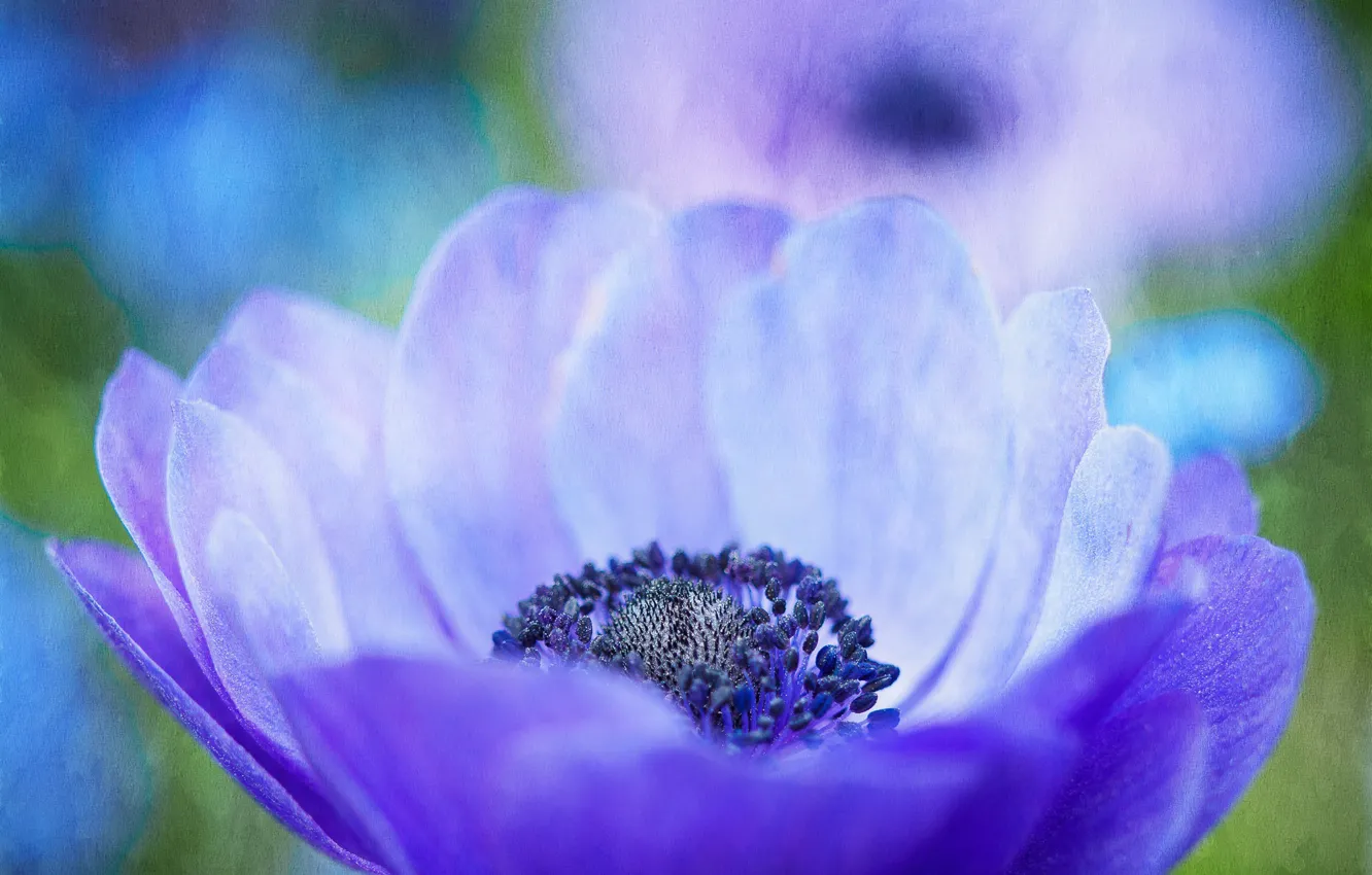 Photo wallpaper flower, nature, petals