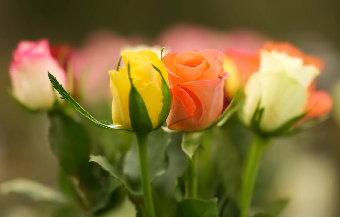 Photo wallpaper flowers, orange, yellow, roses, bouquet, blur, buds, bokeh