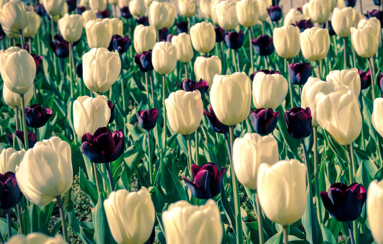 Photo wallpaper flowers, spring, garden, tulips, white, buds, a lot, dark