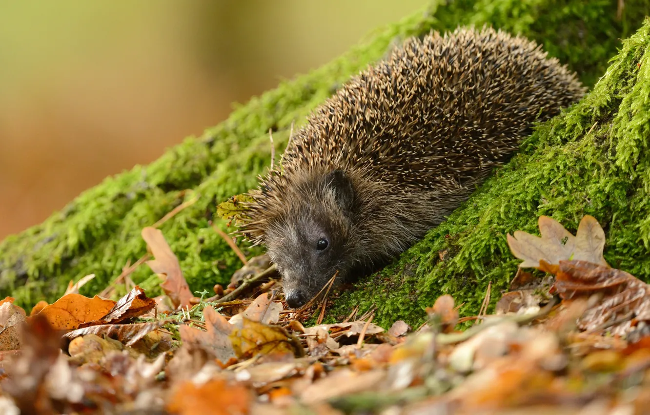 Photo wallpaper look, nature, foliage, moss, slope, muzzle, hedgehog, autumn leaves