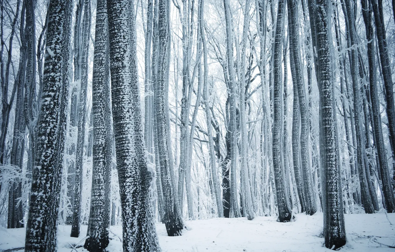 Photo wallpaper Nature, Winter, Trees, Snow, Forest
