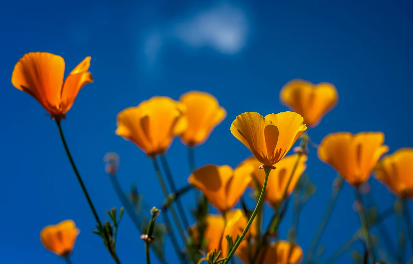 Photo wallpaper the sky, background, Maki, petals, stem