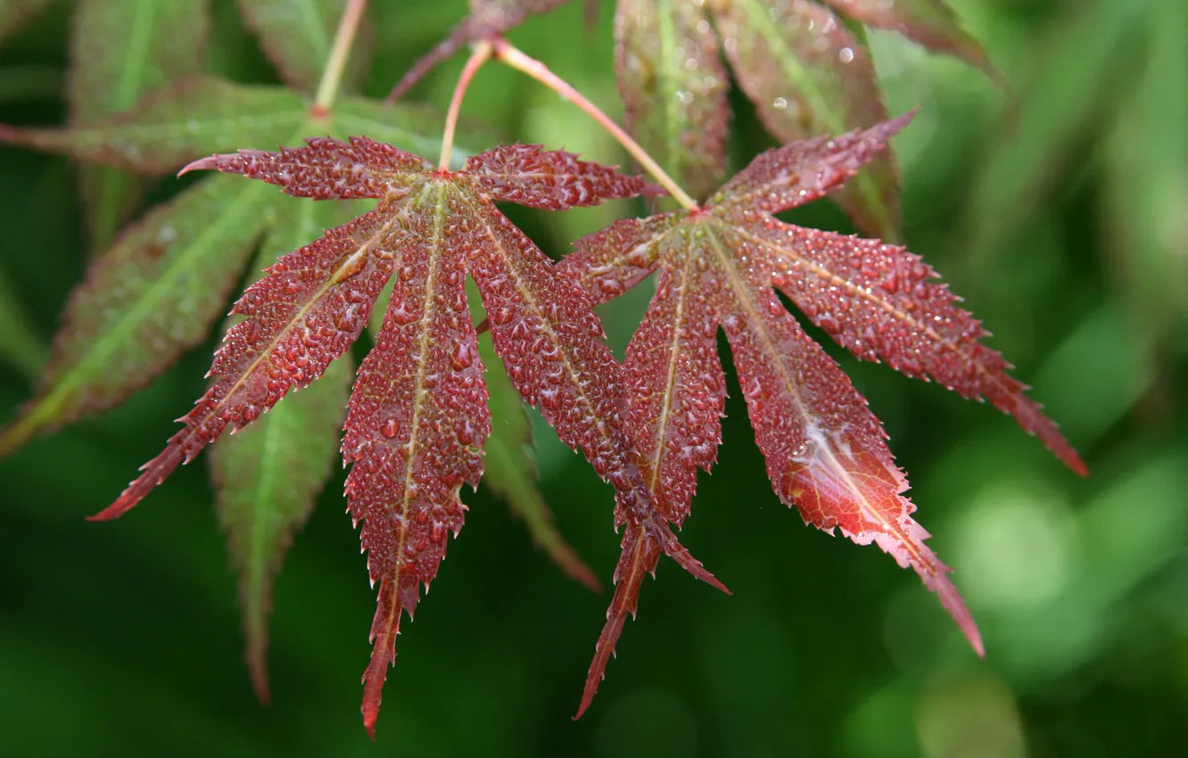 Photo wallpaper drops, nature, branch, maple, Japanese