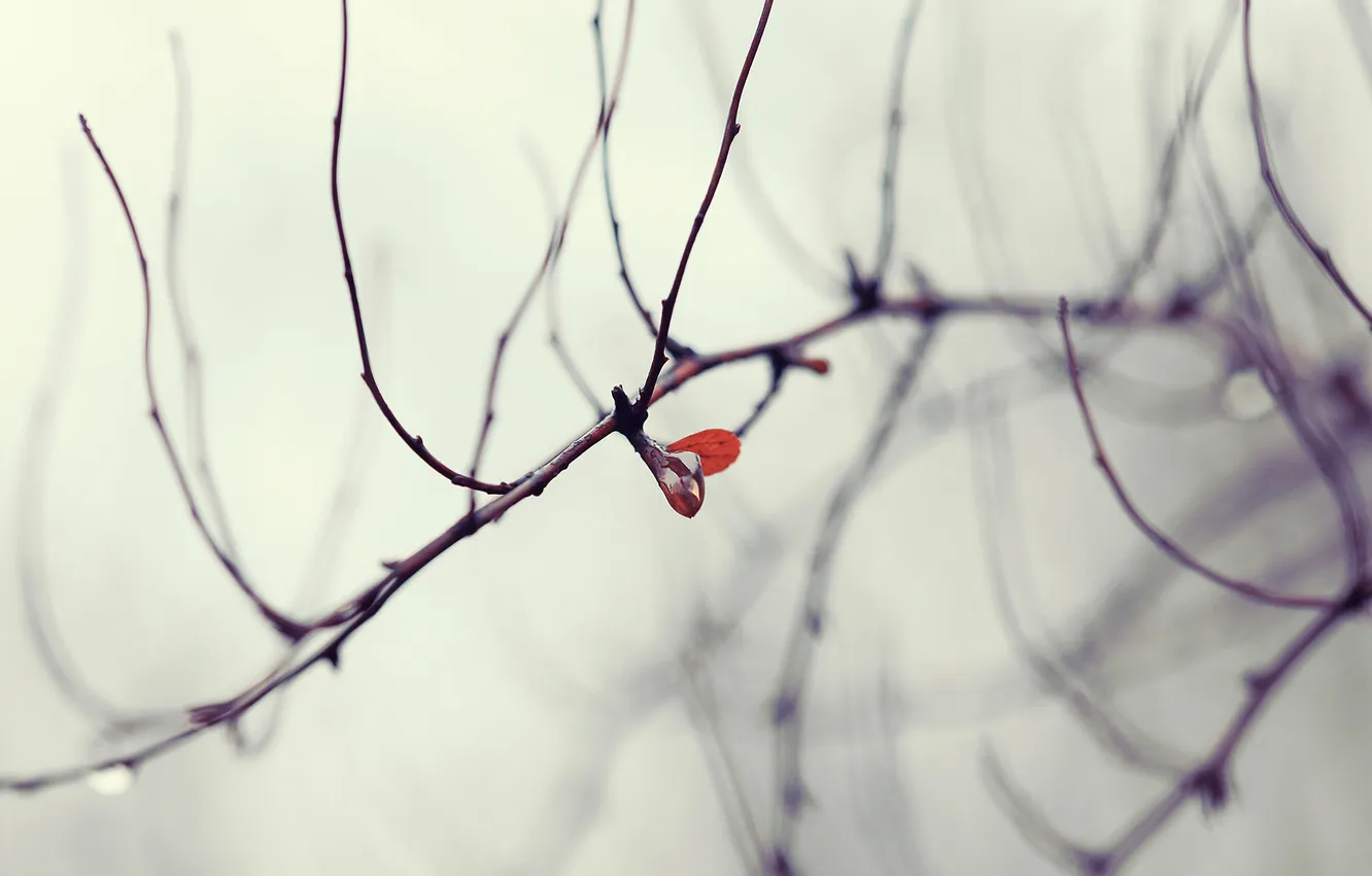 Photo wallpaper autumn, leaves, drops, trees, branches