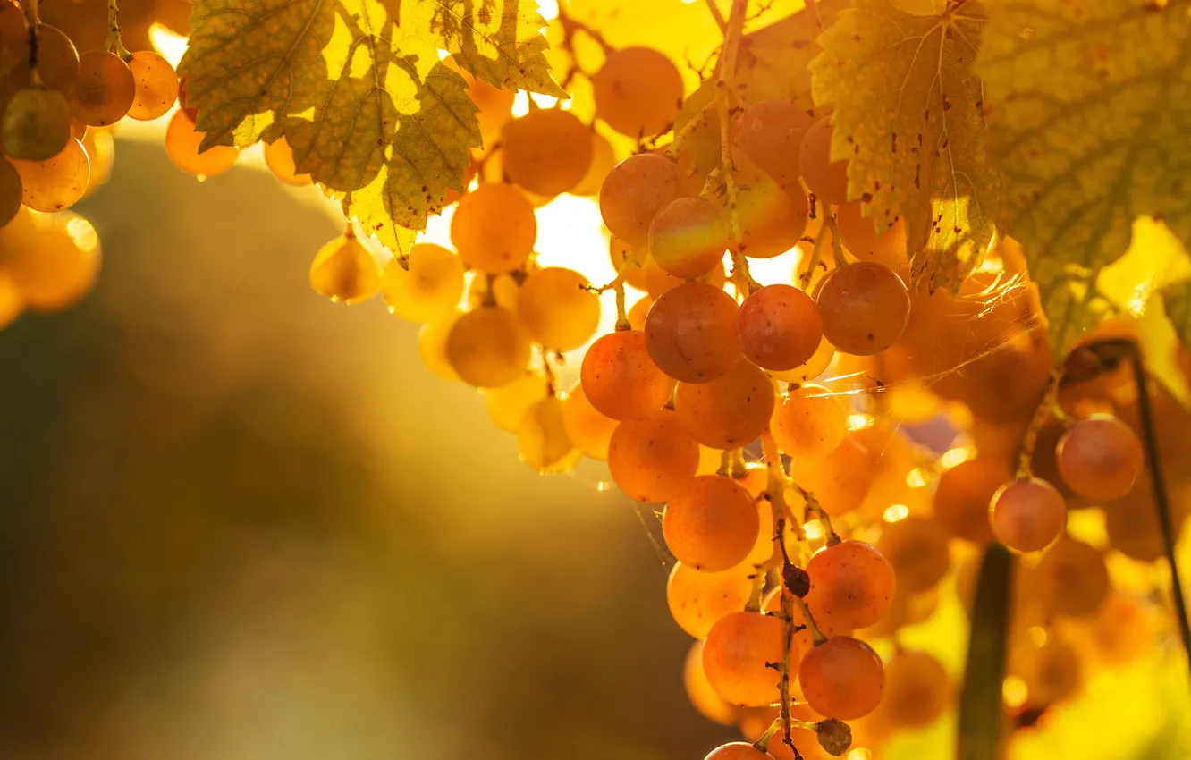 Photo wallpaper leaves, light, grapes, vine, gossamer