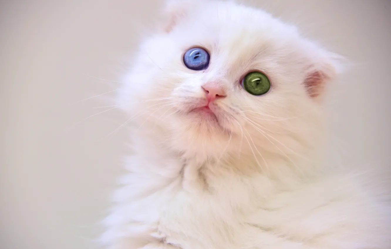 Photo wallpaper eyes, kitty, white kitten