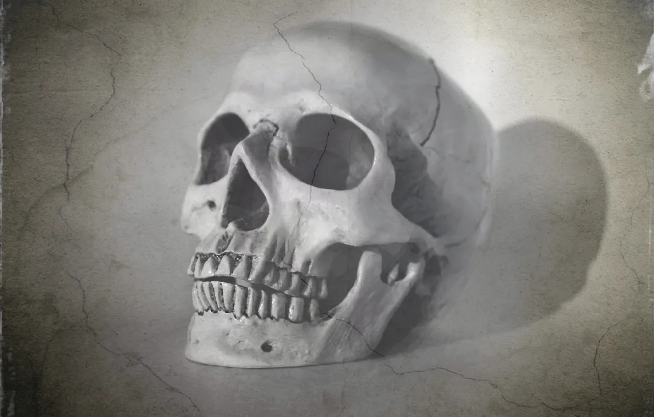 Photo wallpaper background, skull, texture