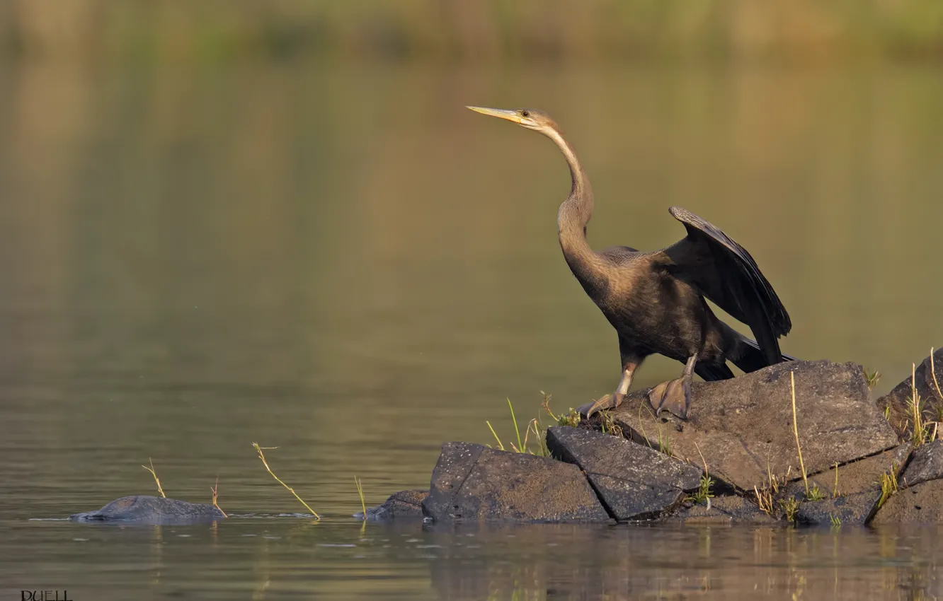 Photo wallpaper lake, bird, bittern, DUELL ©