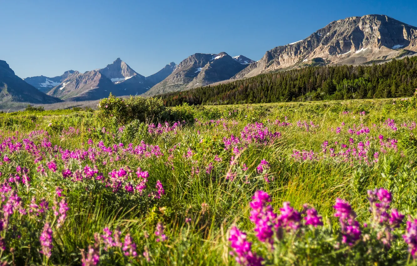 Photo wallpaper greens, field, forest, summer, grass, flowers, mountains, blue