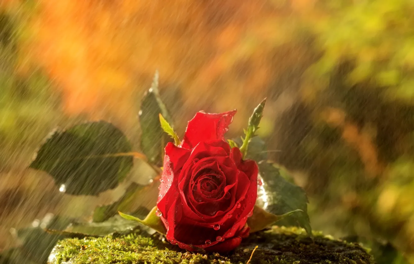 Photo wallpaper rain, stone, rose