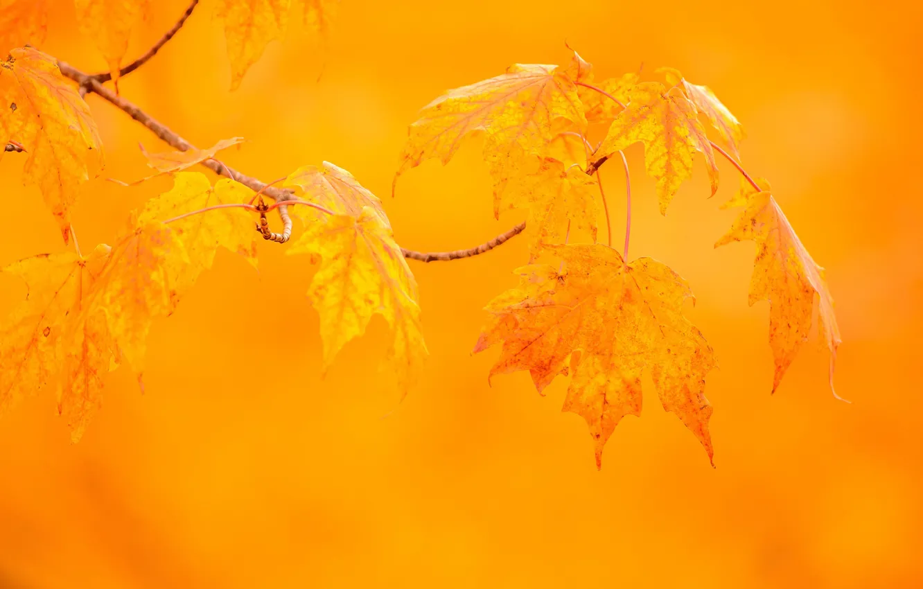 Photo wallpaper autumn, leaves, macro, branches, background, maple