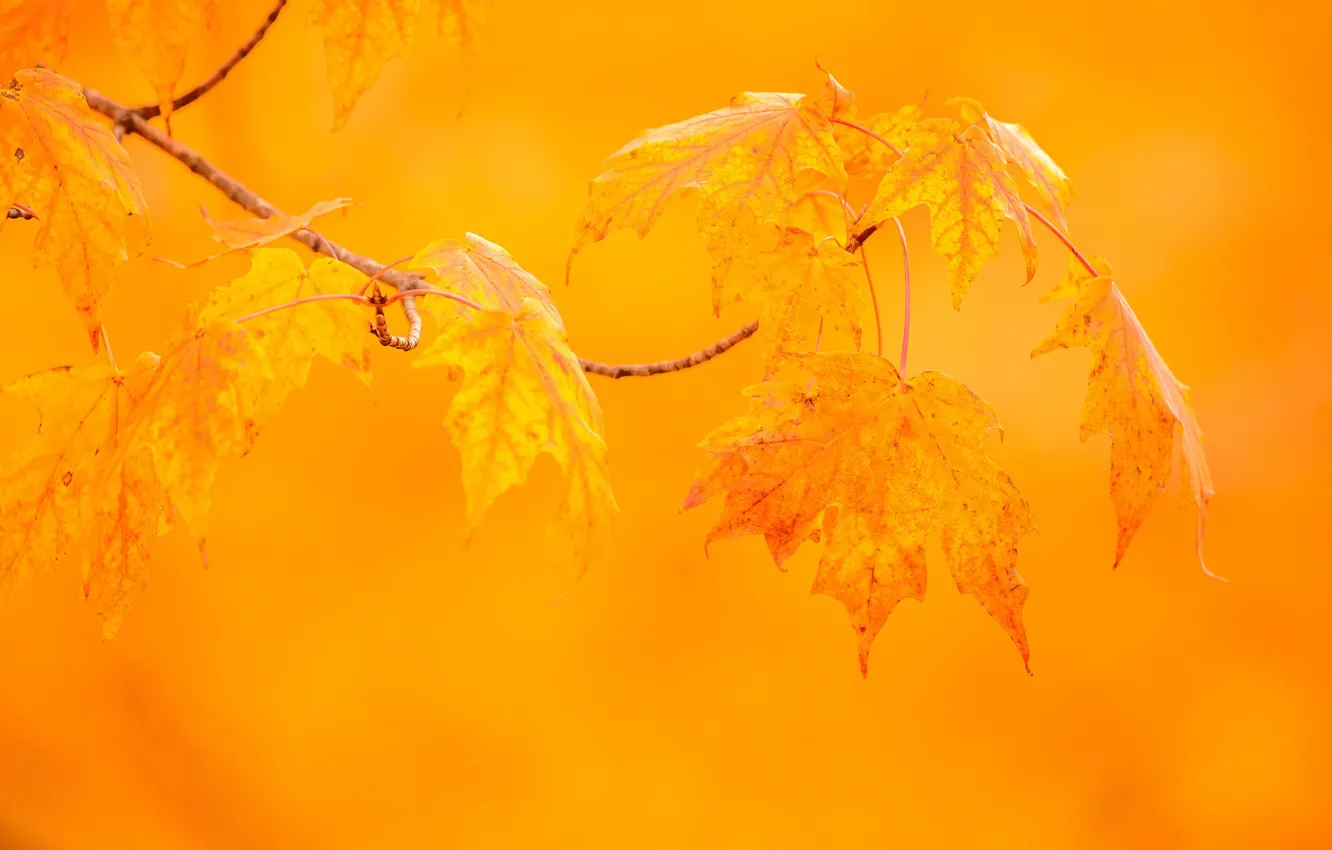 Photo wallpaper autumn, leaves, macro, background, branch, maple