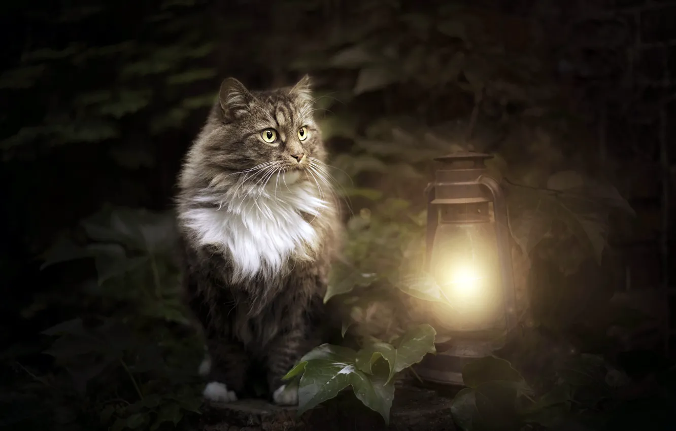 Photo wallpaper cat, background, lamp