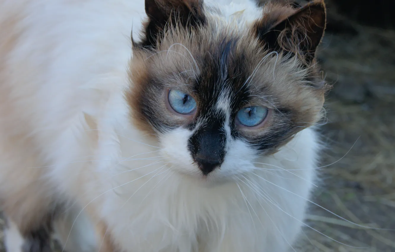 Photo wallpaper cat, blue eyes, I love it